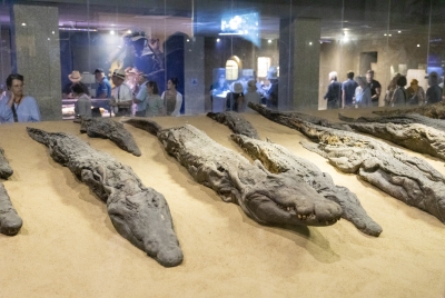 Mummified Crocodile Kom Ombo